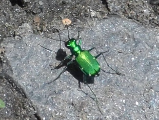 Six-spotted Green Tiger Beetle (Cicindela sexguttata) 