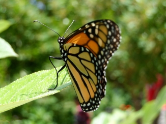 Monarch Butterfly (Danaus plexippus)