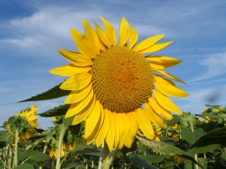 Sunflowers in Jarrettsville, Maryland