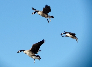 Canada Geese (Branta canadensis), landing...