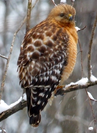 Red-shouldered Hawks (Buteo lineatus) in the snow