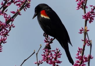 Red-winged Blackbird (Agelaius phoeniceus) (Male)