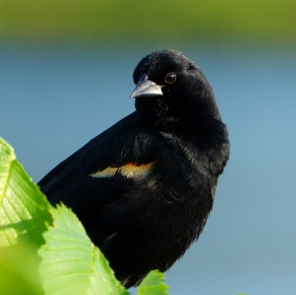 Red-winged Blackbird (Agelaius phoeniceus) 